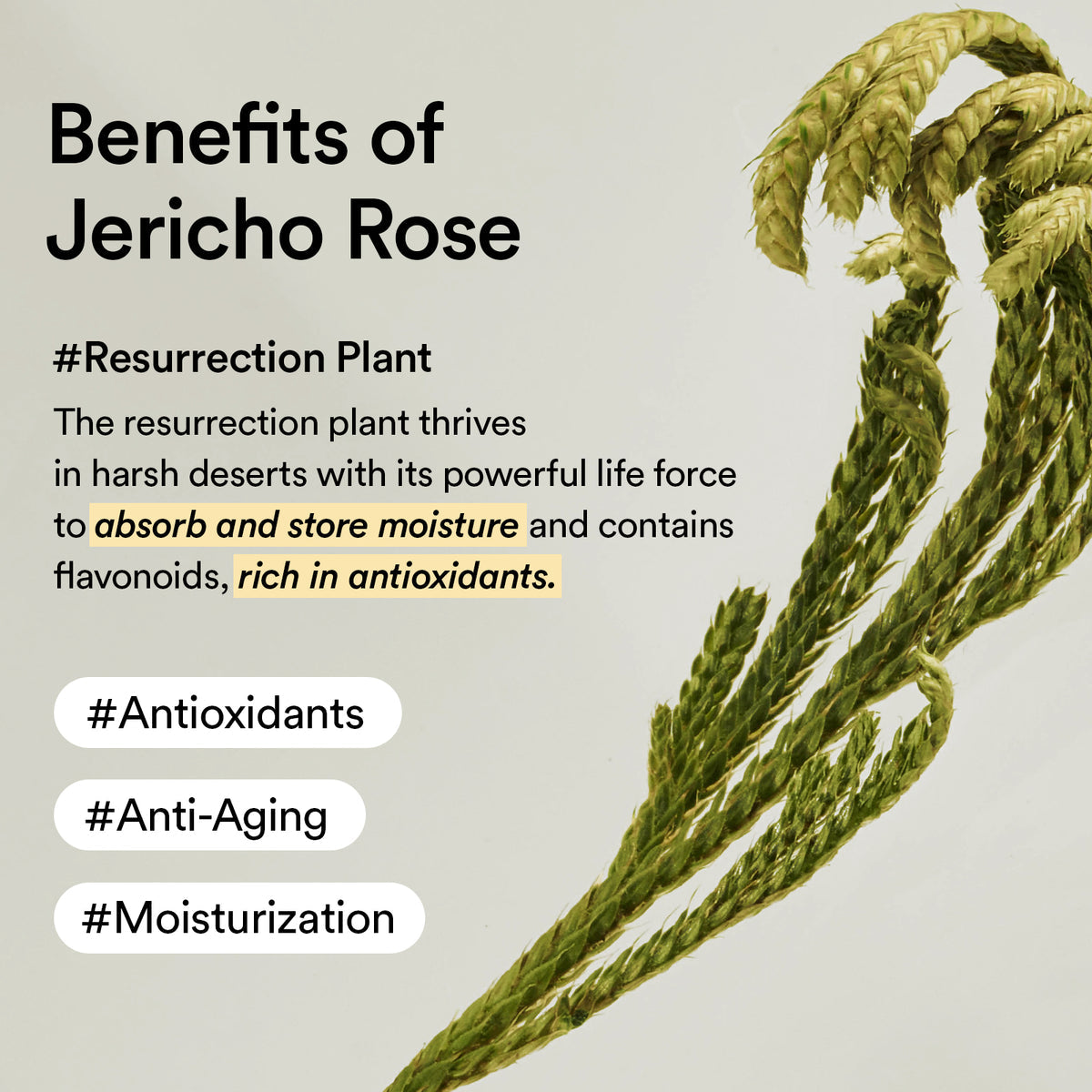 Skinwise™ Collagen Eye Patch Jericho Rose Jelly - 60 Patches